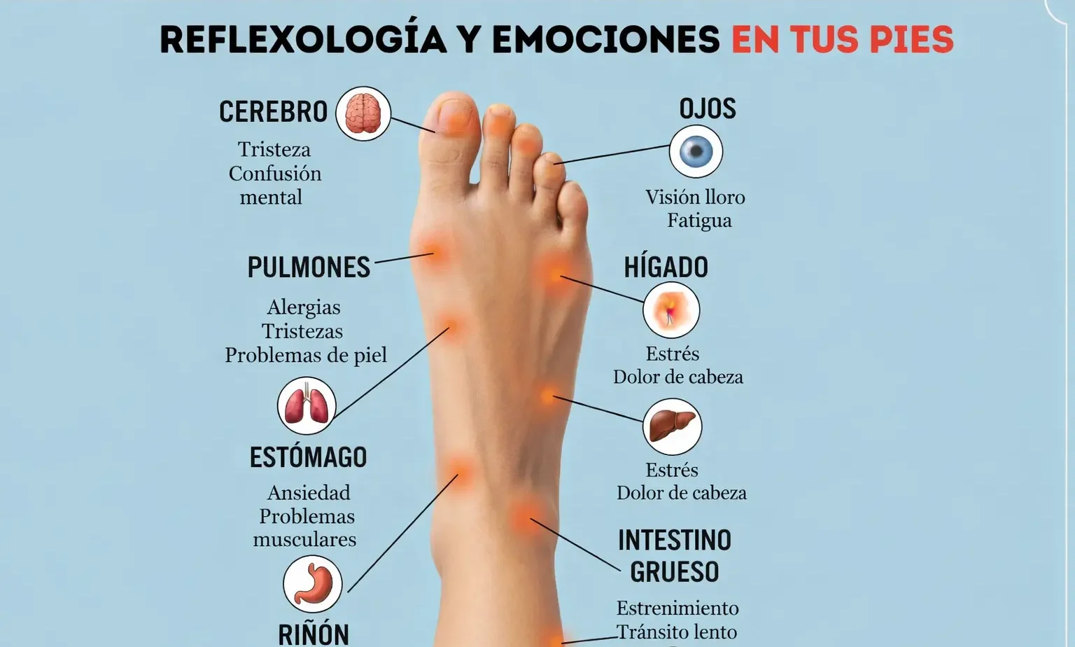 Mapa de reflexología podal con zonas del pie asociadas a órganos como cerebro, hígado, riñón e intestino grueso, y emociones relacionadas